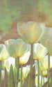 Dimex White Tulips Abstract Fotobehang 150x250cm 2 banen | Yourdecoration.be