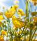 Dimex Yellow Flower Fotobehang 225x250cm 3 banen | Yourdecoration.be