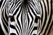 Dimex Zebra Fotobehang 375x250cm 5 banen | Yourdecoration.be