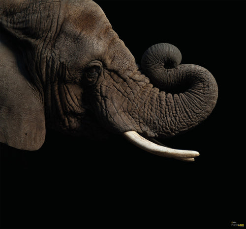 Komar Afrikaanse Olifant Vlies Fotobehang 300X280Cm 6 Delen | Yourdecoration.be