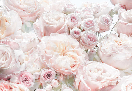 Komar Vlies Fotobehang 8 976 Spring Roses | Yourdecoration.be