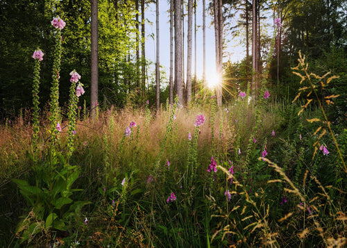 Komar Vlies Fotobehang X7 1005 Summer Glade | Yourdecoration.be