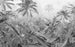 Komar Amazonia Black and White Vlies Fotobehang 400x250cm 4 banen | Yourdecoration.be