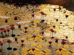 Bruno Baumann   Lotus Pond Kunstdruk 80x60cm | Yourdecoration.be