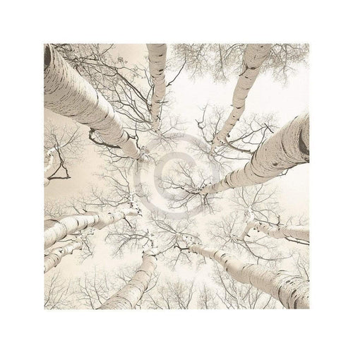 Adam Brock   Silver Birch Kunstdruk 51x51cm | Yourdecoration.be