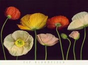 Pip Bloomfield   Poppy Garden I Kunstdruk 91x66cm | Yourdecoration.be