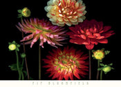 Pip Bloomfield   Dahlia Garden Kunstdruk 91x66cm | Yourdecoration.be