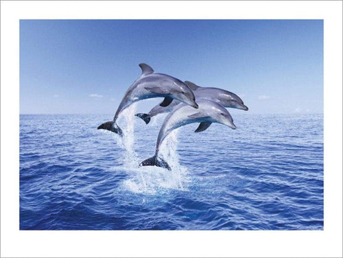 Pyramid Dolphin Trio Kunstdruk 30x40cm | Yourdecoration.be