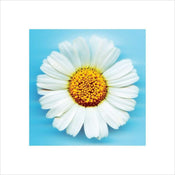 Pyramid Big Daisy Kunstdruk 40x40cm | Yourdecoration.be