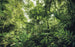 Komar Into The Jungle Vlies Fotobehang 400x250cm 4 banen | Yourdecoration.be