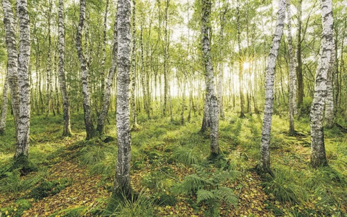 Komar Birch Trees Vlies Fotobehang 400x250cm 4 banen | Yourdecoration.be