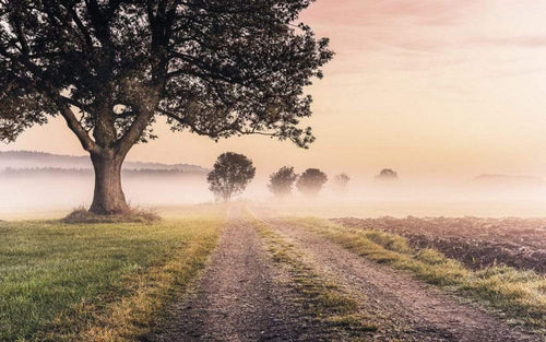 Komar Misty Morning Vlies Fotobehang 400x250cm 4 banen | Yourdecoration.be