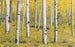 Komar Orange Forest Vlies Fotobehang 400x250cm 4 banen | Yourdecoration.be