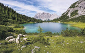 Komar Paradise Lake Vlies Fotobehang 400x250cm 4 banen | Yourdecoration.be