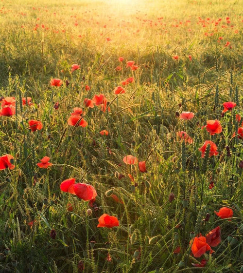 Komar Poppy World Vlies Fotobehang 250x280cm 5 banen | Yourdecoration.be