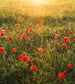 Komar Poppy World Vlies Fotobehang 250x280cm 5 banen | Yourdecoration.be