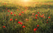 Komar Poppy World Vlies Fotobehang 450x280cm 9 banen | Yourdecoration.be