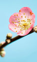 Komar Peach Blossom Fotobehang 150x250cm 3 banen | Yourdecoration.be