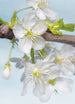 Komar Blossom Vlies Fotobehang 184x248cm | Yourdecoration.be