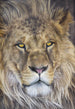 Komar Lion Fotobehang 127x184cm | Yourdecoration.be