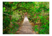 Fotobehang - Bridge Amid Greenery - Vliesbehang