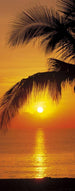 Komar Palmy Beach Sunrise Fotobehang 92x220cm | Yourdecoration.be