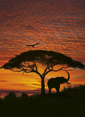 Komar African Sunset Fotobehang National Geographic 194x270cm | Yourdecoration.be