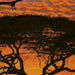 Komar African Sunset Fotobehang National Geographic 194x270cm | Yourdecoration.be