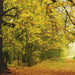 Komar Autumn Forest Fotobehang 388x270cm | Yourdecoration.be