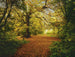 Komar Autumn Forest Fotobehang 388x270cm | Yourdecoration.be