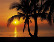 Komar Palmy Beach Sunrise Fotobehang 368x254cm | Yourdecoration.be