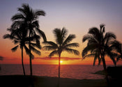 Komar Hawaii Fotobehang 368x254cm | Yourdecoration.be