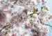 Komar Spring Fotobehang National Geographic 368x254cm | Yourdecoration.be