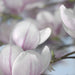 Komar Magnolia Fotobehang 368x254cm | Yourdecoration.be