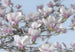 Komar Magnolia Fotobehang 368x254cm | Yourdecoration.be