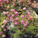 Komar Rose Garden Fotobehang 368x254cm | Yourdecoration.be