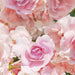 Komar Rosa Fotobehang 368x254cm | Yourdecoration.be