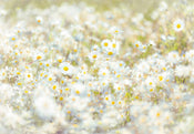 Komar Daisies Fotobehang 368x254cm | Yourdecoration.be