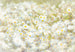 Komar Daisies Fotobehang 368x254cm | Yourdecoration.be