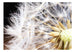 Fotobehang - Fluffy Dandelion - Vliesbehang