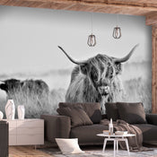 Fotobehang - Highland Cattle - Vliesbehang