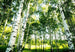 Wizard+Genius Sunshine Forest Fotobehang 366x254cm 8 banen | Yourdecoration.be